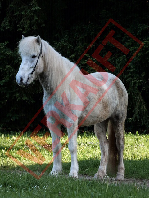 Leiftur